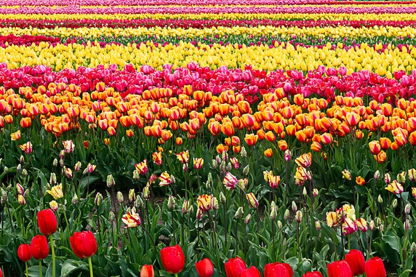 Colori arcobaleno di tulipani piantati in file presso la fattoria di propagazione — Foto Stock