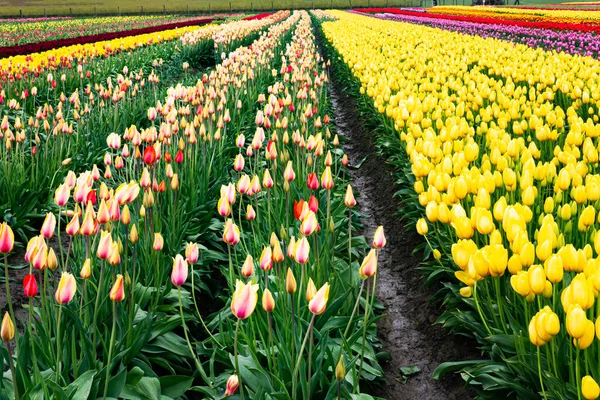 Żółty tulipan z urozmaiconymi tulipanami posadzonymi w rzędach z malejącymi kolorami rzędów w oddali — Zdjęcie stockowe
