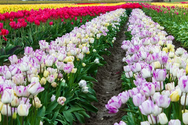 Tulipani varigati bianchi e lavanda di fila con tulipani rossi e gialli in file — Foto Stock