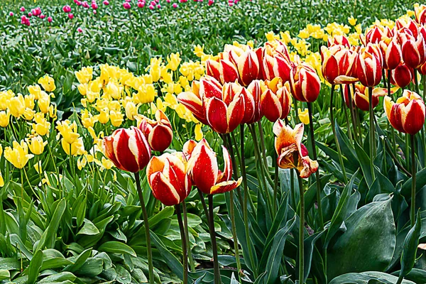 Rote Tulpe mit weißen Rändern gegen Reihen von Tulpen in Gelb und Rosa — Stockfoto