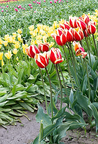 Rote Tulpe mit weißen Rändern gegen Reihen von Tulpen in Gelb und Rosa — Stockfoto