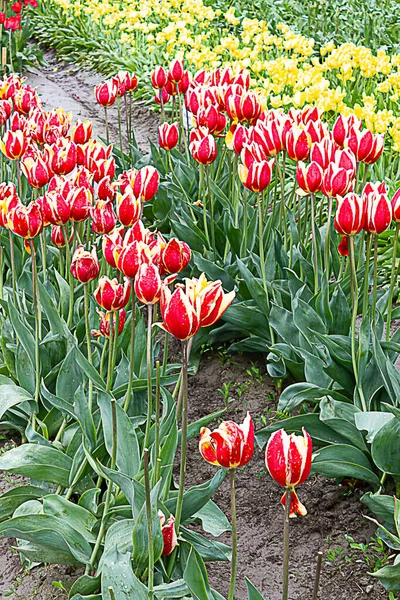 Rot mit weiß umrandeten Tulpen gegen gelbe Tulpenreihen — Stockfoto