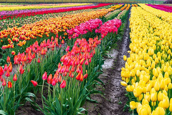 Colori arcobaleno di tulipani piantati in file presso la fattoria di propagazione — Foto Stock