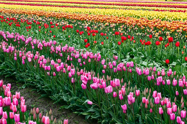 Tęczowe kolory tulipanów sadzonych w rzędach w hodowli rozmnożeniowej — Zdjęcie stockowe