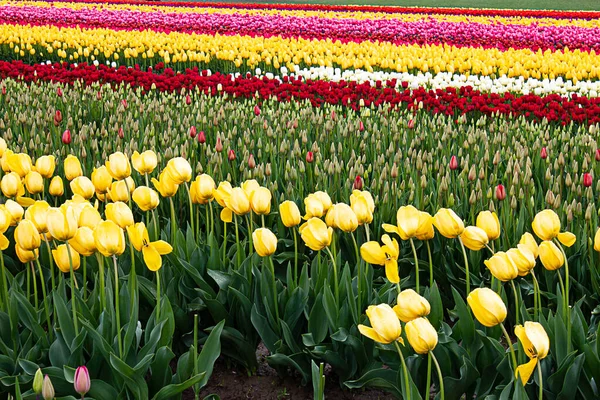 Gelbe Tulpen mit aufkeimenden roten Tulpen in Reihen auf dem Vermehrungsbauernhof — Stockfoto