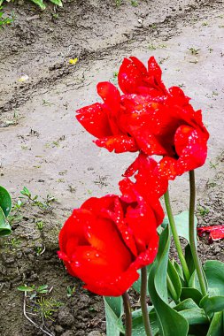 Beyaz noktalı kırmızı lale yakın plan. Toprak ve otlara karşı