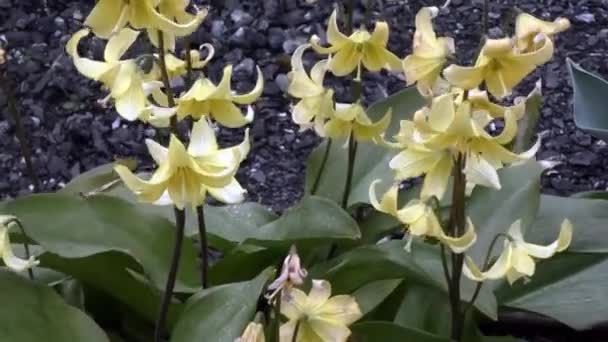 Narcisos amarelo claro pálido soprando em torno de uma fazenda chuvosa — Vídeo de Stock