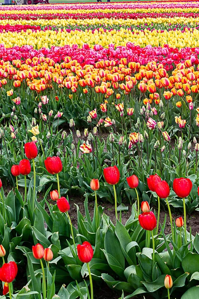 Colori arcobaleno di tulipani piantati in file presso la fattoria di propagazione — Foto Stock