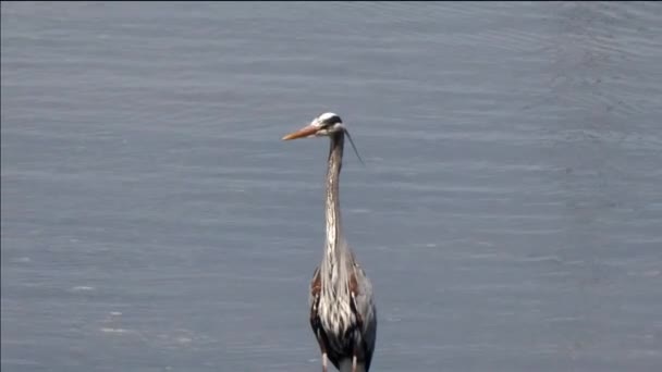 Large blue heron standing out on a beach hunting for fish — Stock Video