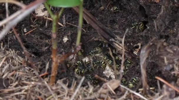 Nido activo de avispas lleno de avispas bajo las raíces de un árbol — Vídeo de stock
