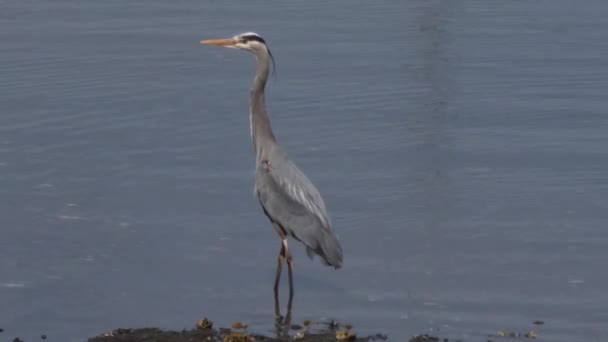 Garça azul grande que se destaca em uma praia de caça para peixes — Vídeo de Stock