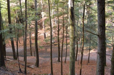 Yoğun bir ormanda büyüyen uzun ağaçlar.