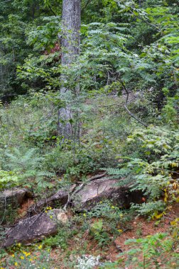 Yoğun yeşil bir ormanda büyüyen uzun ağaçlar.
