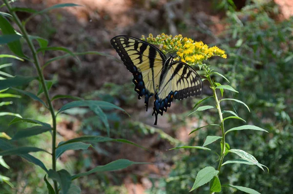 Барвистий метелик приземлився на дикій квітці в лісі — стокове фото