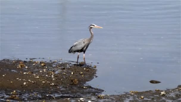 Large blue heron standing out on a beach hunting for fish — Stock Video
