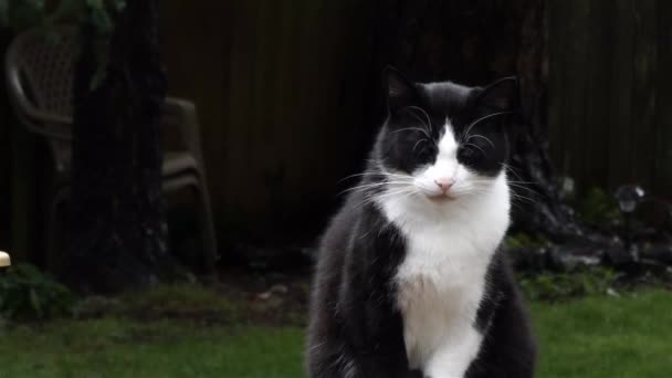 Svart och vit katt sittande på ett däcksräcke — Stockvideo