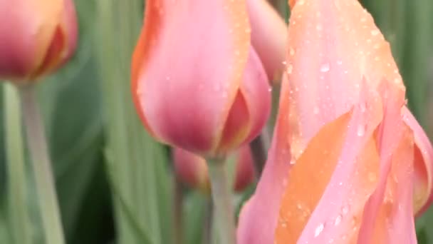 Tulipani rosa chiaro in quasi piena fioritura sotto la pioggia — Video Stock