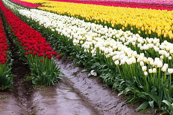 Red, white, and yellow tulips planted in fields of tulip stripes of colors — Stok fotoğraf