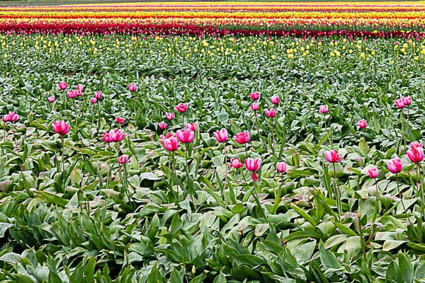 Pink tulips planted with rows of rainbow stripes of colors into the distance — Stock Photo, Image