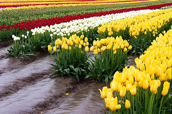 Жовтий, білий, червоний і різні кольори тюльпанів — стокове фото