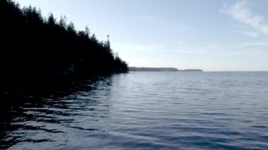 Çam ağacı ormanı puget sesinin sahil şeridini kaplıyor.