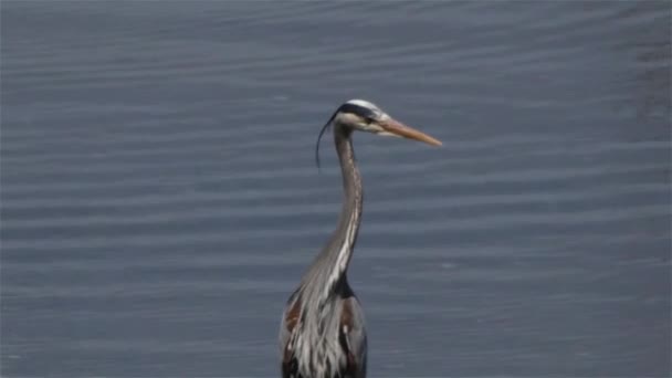 Large blue heron standing out on a beach hunting for fish — Stock Video