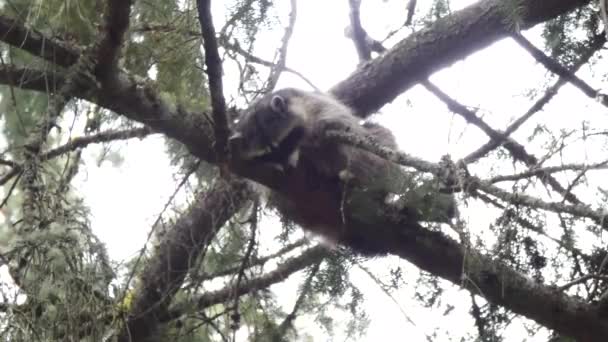Маленький пухнастий єнот, просочений в сосновому дереві, дивлячись вниз — стокове відео