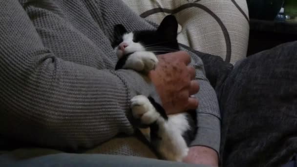 Pequeno gato preto e branco sendo animal de estimação — Vídeo de Stock