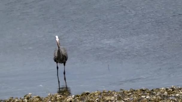 Grand héron bleu debout sur une plage de chasse au poisson — Video