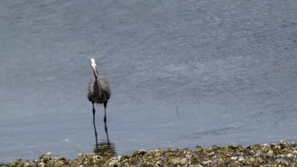 Large blue heron standing out on a beach hunting for fish — Stock Video