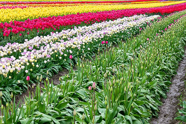 Budding tulips in a row with blooming tulip rows in white red, and yellow — Stock Photo, Image