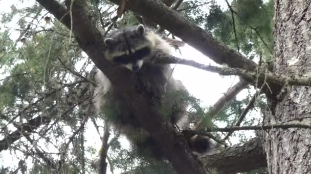 Pequeño mapache peludo encaramado en un pino mirando desde arriba — Vídeos de Stock