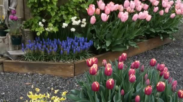 Light pink tulips in a flower bed on a rainy farm — Stock Video