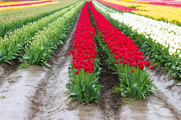 Tulipani rossi, bianchi e gialli piantati in campi di strisce di tulipani di colori — Foto Stock