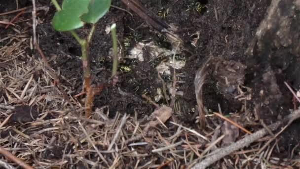 Active wasp nest full of wasps under the roots of a tree — Stock Video