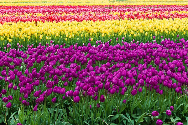 Fioletowy, żółty i czerwony, tulipany sadzone w rzędach na farmie rozmnażania — Zdjęcie stockowe