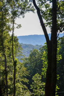 Yoğun yeşil bir ormanda büyüyen uzun ağaçlar.