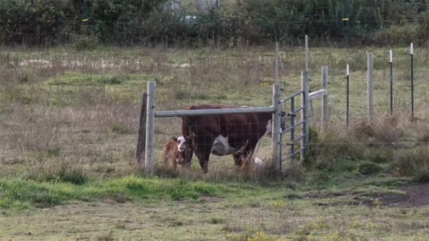 Un rancho rural al atardecer con varios caballos errantes — Vídeos de Stock