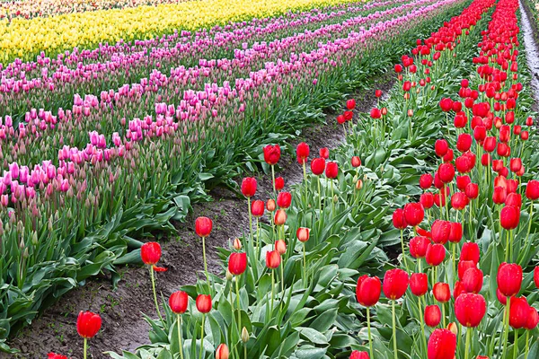 Tulipani rossi, rosa e gialli ansimati in fila presso l'allevamento di propagazione — Foto Stock