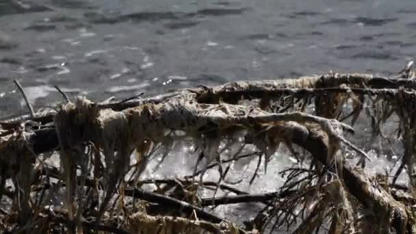 Madera de deriva y algas esparcidas por una playa de grava — Vídeo de stock