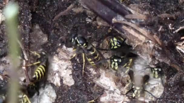 Active wasp nest full of wasps under the roots of a tree Royalty Free Stock Footage