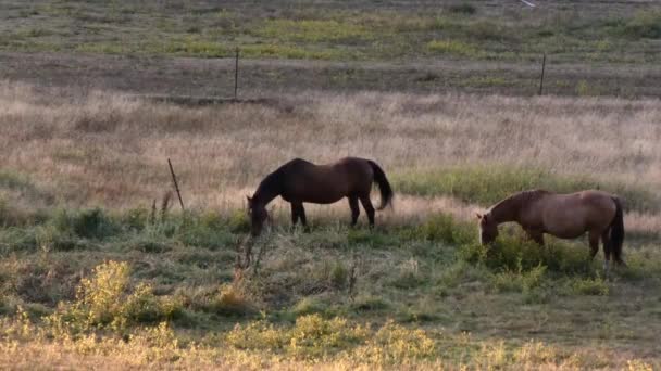 Venkovský ranč za soumraku s různými potulnými koňmi — Stock video