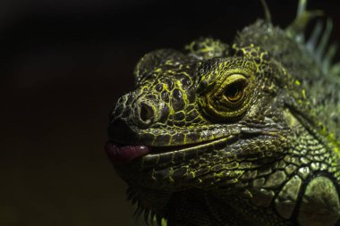 Parlak yeşil iguanayı kapat ve kameraya bak