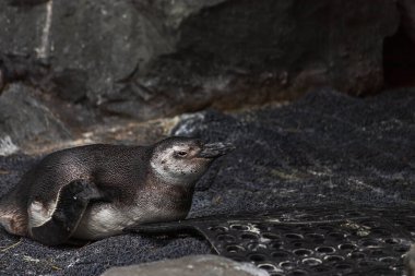 Kayalar ve suyla ıslak bir araziye dağılmış penguenler.