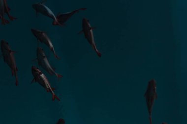 Kırmızı balık okulunda parlak pullar görülüyor.