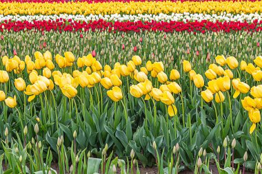Sarı, kırmızı ve beyaz laleler propaganda çiftliğinde sıra sıra dikildi.