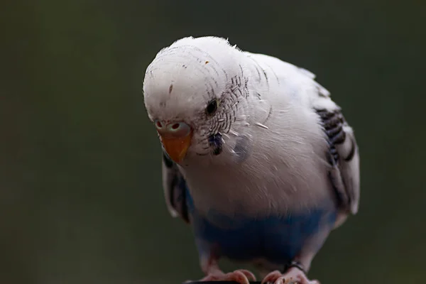 Vari budgies variopinti appollaiati intorno ad una stanza — Foto Stock