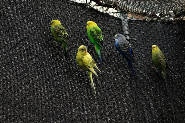 Vários brotos coloridos empoleirados em torno de uma sala — Fotografia de Stock