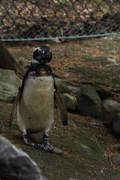 Pingüinos dispersos alrededor de un paisaje húmedo con rocas y agua — Foto de Stock