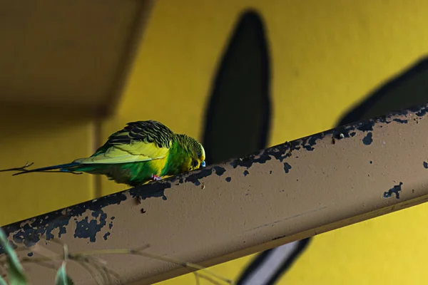 Verschillende kleurrijke budgies neergestreken rond een kamer — Stockfoto